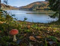 Amanita mushroom on forest meadow on shore of picturesque lake. Vilshany water reservoir on the Tereblya river, Transcarpathia, Royalty Free Stock Photo