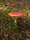 Amanita