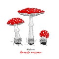 Amanita mushroom. Poisonous toadstool fly agaric. Decoration