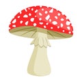 Amanita mushroom. Poisonous toadstool fly agaric. Inedible poisonous mushroom. Autumn and summer forest dweller Royalty Free Stock Photo