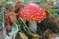 Amanita mushroom with a red cap with white spots and a white stalk in the woods Royalty Free Stock Photo