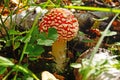 Amanita mushroom with a red cap with white spots and a white stalk in the woods Royalty Free Stock Photo