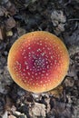 Amanita mushroom seen from above Royalty Free Stock Photo