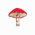 Amanita. Mushroom. Vector hand drawn Royalty Free Stock Photo