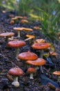 amanita mushrooms