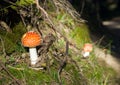 Amanita mushrooms