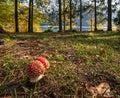 Amanita mushrooms on forest meadow on shore of picturesque lake. Vilshany water reservoir on the Tereblya river, Transcarpathia, Royalty Free Stock Photo