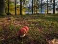 Amanita mushrooms on forest meadow on shore of picturesque lake. Vilshany water reservoir on the Tereblya river, Transcarpathia, Royalty Free Stock Photo
