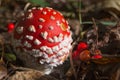 Amanita mushrooms in forest. Ukraine