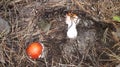 Amanita mushrooms grew in autumn in the forest