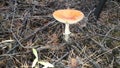 Amanita mushrooms grew in autumn in the forest
