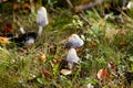 Amanita mushrooms grow on the forest floor among dry fallen leaves and green grass in october day Royalty Free Stock Photo