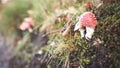 Amanita mushrooms hidden in grass