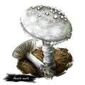 Amanita onusta, loaded or gunpowder Lepidella mushroom closeup digital art illustration. Boletus has light grey cap with warts.