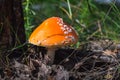 Amanita with an orange hat in the woods in autumn under the sunlight Royalty Free Stock Photo