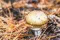 Amanita panther