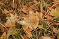 Amanita panther mushroom