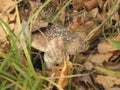 Amanita panther mushroom