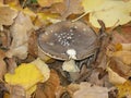 Amanita panther mushroom