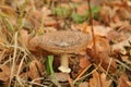 Amanita panther mushroom