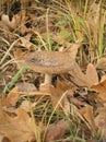 Amanita panther mushroom