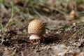 Amanita pantherina, Amanite panthere