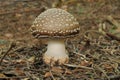 Amanita pantherina