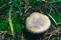 Amanita Pantherina, Known as the Panther Cap, False Blusher and Panther Amanita