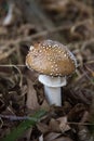 Amanita Pantherina Mushroom