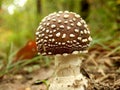 Amanita Pantherina Panther Cap Mushroom Royalty Free Stock Photo