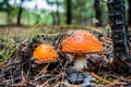 Amanita parcivolvata Royalty Free Stock Photo