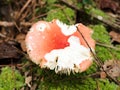 Amanita Parcivolvata Red Cap Mushroom Royalty Free Stock Photo