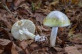 Death cap - Amanita phalloides - deadly poisonous mushroom Royalty Free Stock Photo