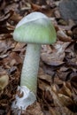 Death cap - Amanita phalloides - deadly poisonous mushroom Royalty Free Stock Photo