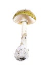 Amanita phalloides