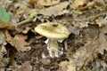 Amanita phalloides, deadly poisonous mushroom Royalty Free Stock Photo