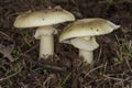 Amanita Phalloides, deadly poisonous mushroom, spain Royalty Free Stock Photo