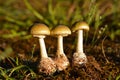 Amanita phalloides, deathcap