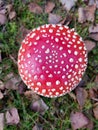 Amanita phalloides Royalty Free Stock Photo