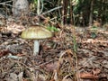 Amanita phalloides known as death cap. Deadly poisonous mushroom Royalty Free Stock Photo