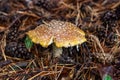 Amanita among pine needles and pine cones in the forest near the Talc quarry stone in Sverdlovsk region Royalty Free Stock Photo