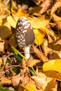 Amanita poison mushroom in autumn forest
