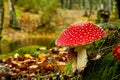 Amanita poisonous mushroom Royalty Free Stock Photo
