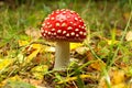 Amanita poisonous mushroom Royalty Free Stock Photo