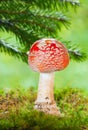 Amanita poisonous mushroom Royalty Free Stock Photo