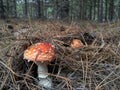 Amanita poisonous mushroom Royalty Free Stock Photo