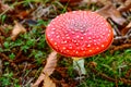 Amanita poisonous mushroom Royalty Free Stock Photo