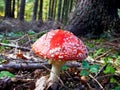 Amanita poisonous mushroom