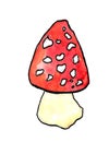 Amanita, poisonous mushroom,drawing by watercolor
