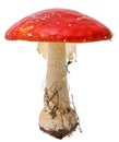Amanita poisonous mushroom, isolated Royalty Free Stock Photo